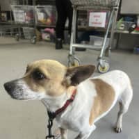 Photo of Patches