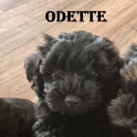 Photo of Odette