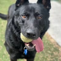 Photo of Wolfie