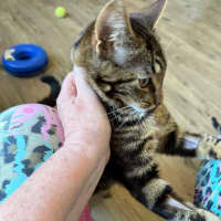 Photo of George  Meet Me At Petstock Keysborough
