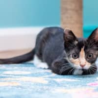 Photo of Honey