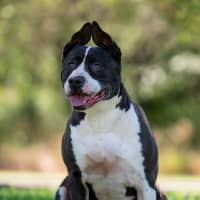 Photo of Bella