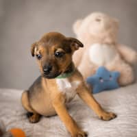 Photo of Indi