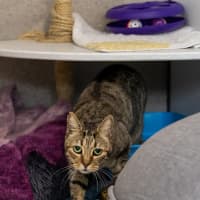 Photo of Tutankhamun