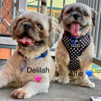Photo of Alfie & Delilah ~ Pair Of Shih Tzus, Boy And Girl