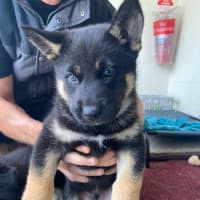 Photo of D1041 Felix