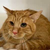 Photo of Samson