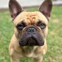 Photo of Boof