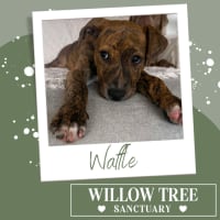 Photo of Waffle