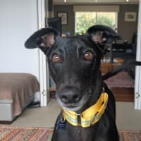 Photo of Rafa The Greyhound