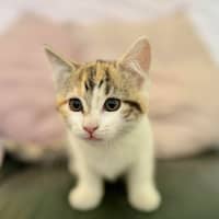 Photo of Lilly   In Foster Care In Croydon