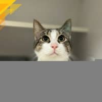 Photo of Dokie