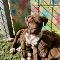 Photo of D1176 Cinnamon