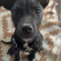 Photo of Blaze (Ex Lolly)