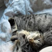 Photo of Bran Meet Me@Petstock Keysborough 