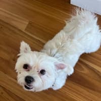 Photo of Lily   6 Year Old Maltese (Trial)
