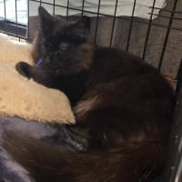 Photo of Minch   6 Month Old Domestic Mediumhair