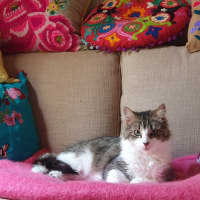 Photo of Merida