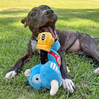 Photo of Snookums