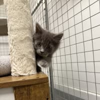 Photo of Alby (Was Cookie)