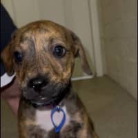 Photo of Poppy   9 Week Old Ridgeback X