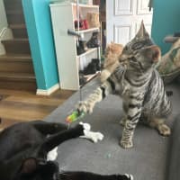 Photo of Hexley & Onyx
