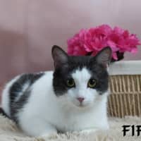 Photo of Fifi
