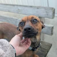 Photo of Roxy