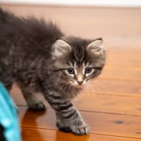 Photo of Bramble