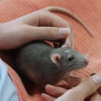 Photo of Ichabod