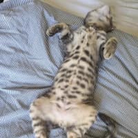 Photo of Bruno / Fruit Loop