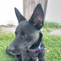 Photo of Cosy (Aka Kozi)