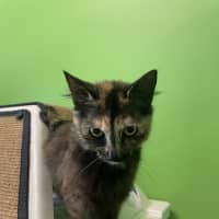 Photo of Butter