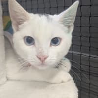 Photo of ✨ Pop 5789 ✨