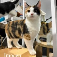 Photo of Imogen Meet Me@Petstock Carrum Downs Store