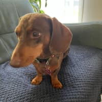 Photo of Bowie And Wombat