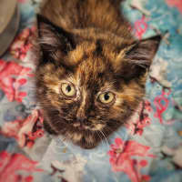 Photo of 🖤🧡 Stormy 🖤🧡