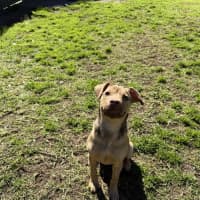 Photo of Maple
