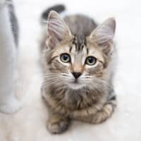 Photo of Pancake