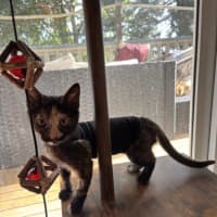 Photo of Sootie