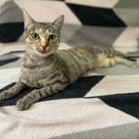 Photo of Shortcake  In Foster Care In Healesville