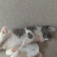 Photo of Cadbury