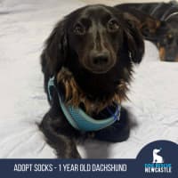 Photo of Socks – 1 Year Old Dachshund