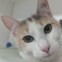 Photo of Persephone