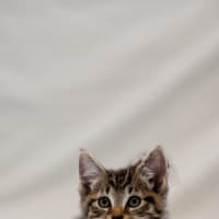 Photo of Sully