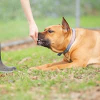 Photo of Scrappy Doo