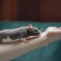 Photo of Toad & Beetle