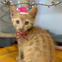Photo of Cupcake 