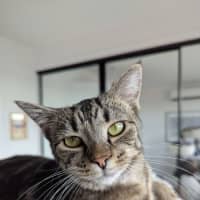 Photo of Cora   In Foster Care In Reservoir