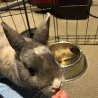 Photo of Dragon Fruit 